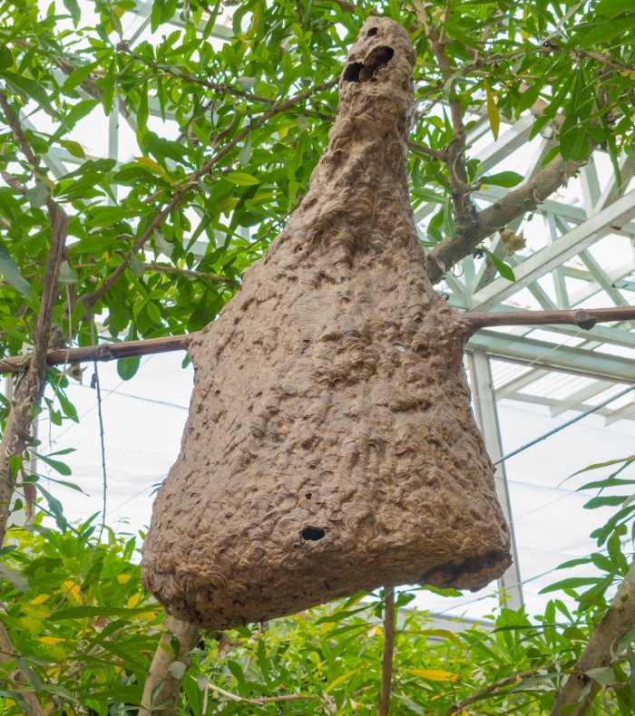 Grand nid de frelons ou de guêpes suspendu dans un arbre en extérieur