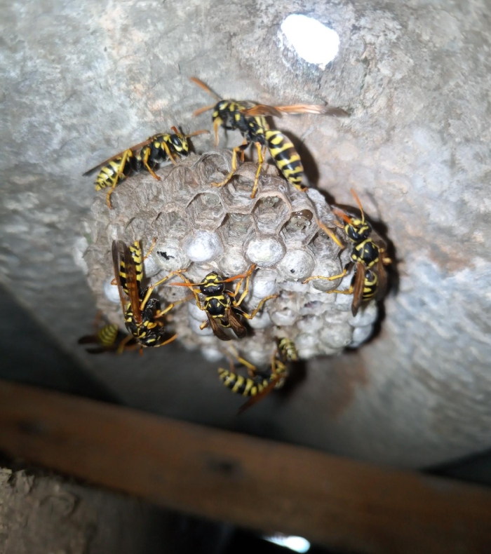Nid de guêpes actif installé sous une toiture avec plusieurs guêpes visibles